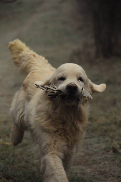 Cooper the Golden