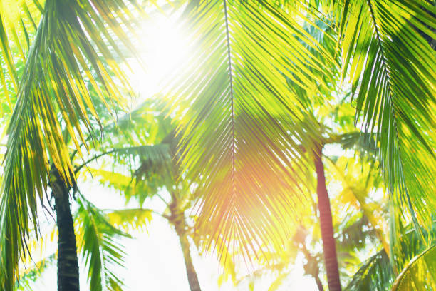 Green palm trees at sunny day on white background. Vintage natural pattern. Retro summer beach tropical design. Travel background. Tropical island exotic flora. Aloha Hawaii. Miami paradise. Caribbean
