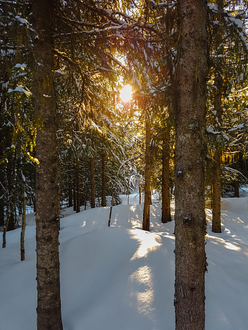 Winter scenery in spruce forest. Sun is shining through the tree trunks and on the snow covered forest floor.