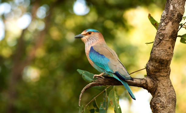 An Indian roller perched in Bandhavgarah National Park, India. The bird was formerly locally called the Blue Jay. It is a member of the roller family of birds. An Indian roller perched in Bandhavgarah National Park, India. The bird was formerly locally called the Blue Jay. It is a member of the roller family of birds. coracias benghalensis stock pictures, royalty-free photos & images