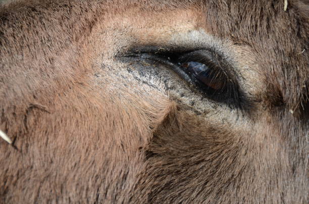 istock Crusader donkey from Amiata on a meadow in a tuscany farm 1199873122