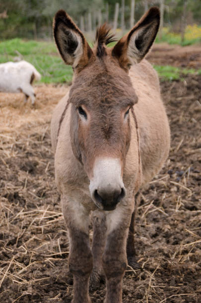 istock Crusader donkey from Amiata on a meadow in a tuscany farm 1199873155