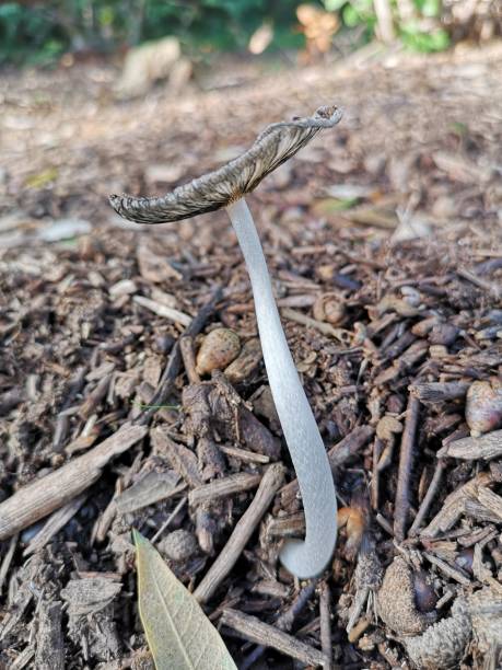 istock White lonely mushroom with flat hat grows from the brown ground 1199874365