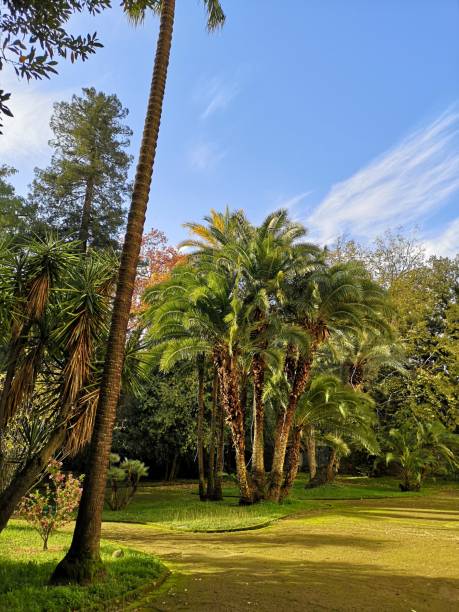 istock Beautiful trees in a nicely done city park 1199874431