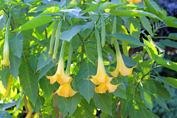 istock Beautifully blooming Datura 1199874789