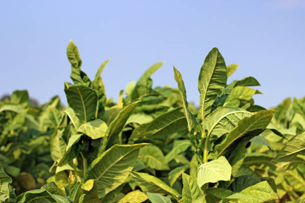 istock Tobacco field in Poland 1199875493