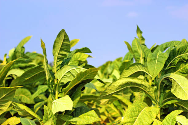 istock Tobacco field in Poland 1199875757