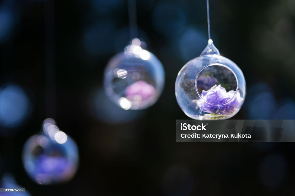 Decor details with fresh flowers. Flower buds in glass beads suspended in the air Decor details with fresh flowers. Flower buds in glass beads suspended in the air. Aquarium Stock Photo