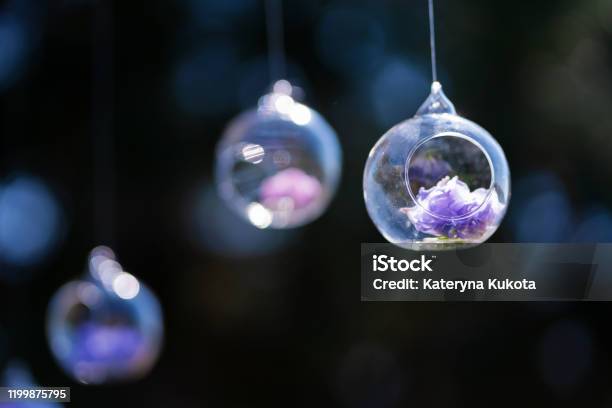 Decor Details With Fresh Flowers Flower Buds In Glass Beads Suspended In The Air Stock Photo - Download Image Now