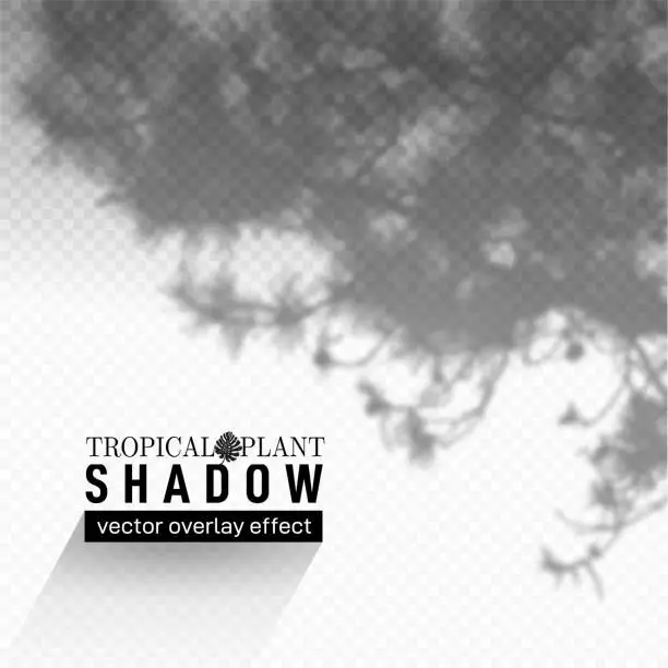 Vector illustration of Shadow overlay effect. Soft light and grey shadows from tropical plant branches and foliage. Mockup of shadow overlay effect and natural lightning. Isolated vector illustration.