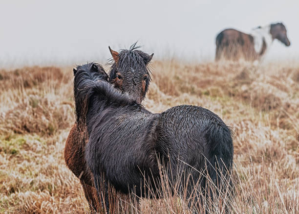 Four beautiful semi-wild horses roam free in the mountains along the coast of Albania