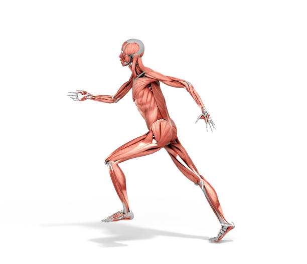 istock medically accurate illustration of a human muscle system run pose 3d rendered on white 1199876134