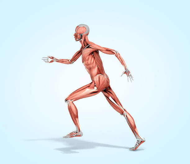 istock medically accurate illustration of a human muscle system run pose 3d rendered on blue gradient 1199876135