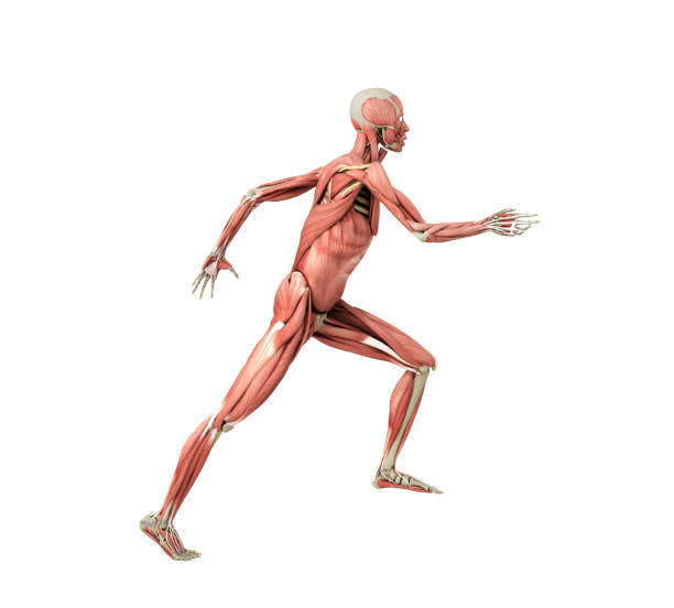 istock medically accurate illustration of a human muscle system run pose 3d rendered on white no shadow 1199876141