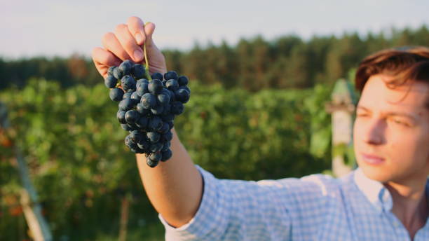 istock Man testing ripening of grapes 1199877068