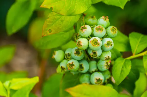 Photo of macro closeup of green unripe blue berries, blue berry plant, popular tropical specie from America