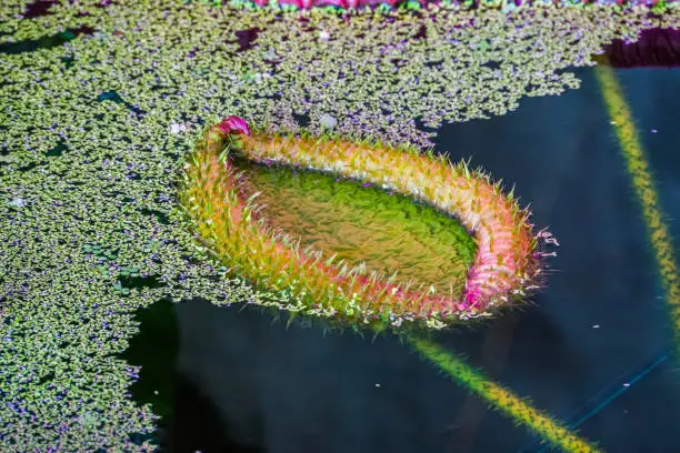 Photo of growth of a victoria longwood water lilly, cultivar of Amazonica and cruziana, popular tropical water plant specie from America