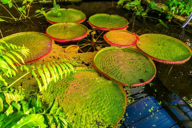 Photo of Pond with a Victoria longwood water lilly, cultivar of Amazonica and cruziana, popular tropical water plant specie from America