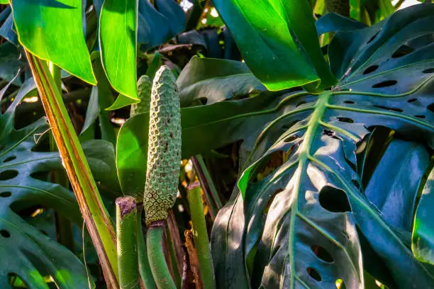 Photo of closeup of a fruiting swiss cheese plant, popular tropical plant specie from america with edible fruits