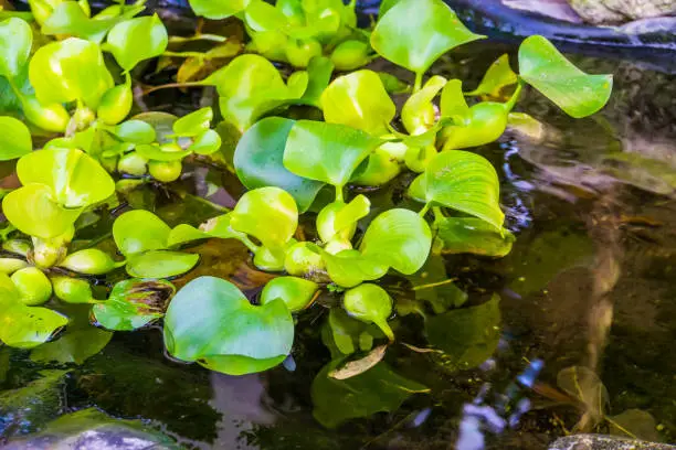 Photo of closeup of common water hyacinth plants in the water, popular tropical aquatic plant specie from america