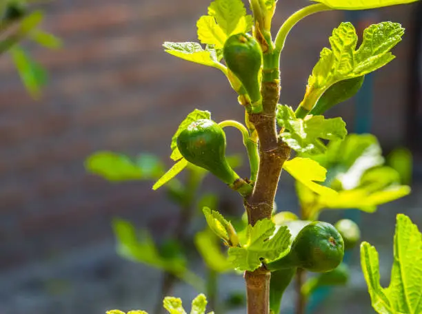 Photo of small fig tree with unripe figs in closeup, popular tropical fruiting plant specie from Asia