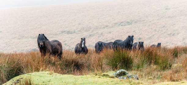 A Dartmoor Hill foal walking through the long grass, followed by his mother.