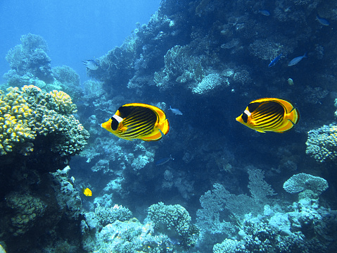 Underwater landscape Red sea, Chaetodon fasciatus, Diagonal-lined butterflyfish, blue water natural light