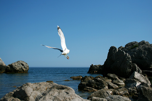 White seagull flies on the rocks of a stone beach of the Black Sea.