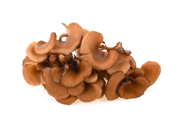 istock maitake mushrooms on white background 1199879709