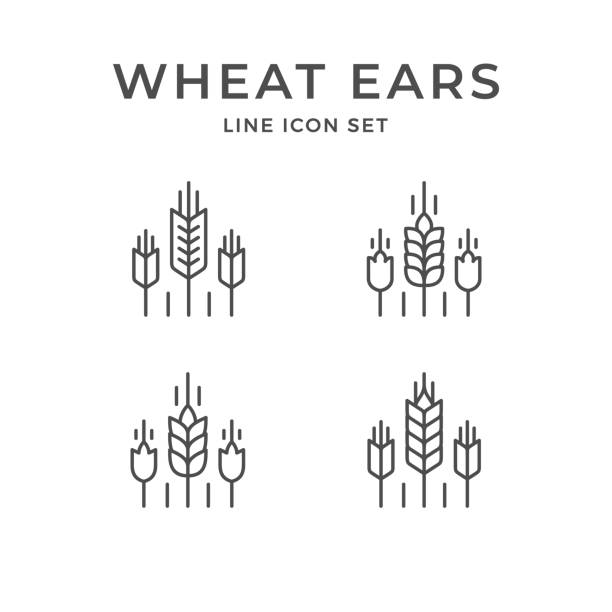 ilustrações, clipart, desenhos animados e ícones de ícones da linha do jogo de orelhas de trigo - wheat flour cereal plant field