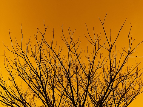Black color tree without leaves on yellow sky for abstract and backgrounds