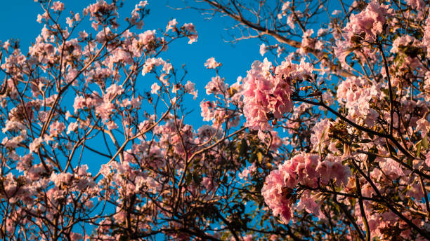 istock pink  flowers blooming on tree in springtime .Beautiful cherry blossom sakura in spring time over blue sky 1199885675
