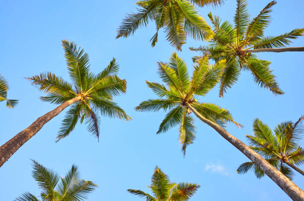 istock Looking up at coconut palm trees. 1199885688