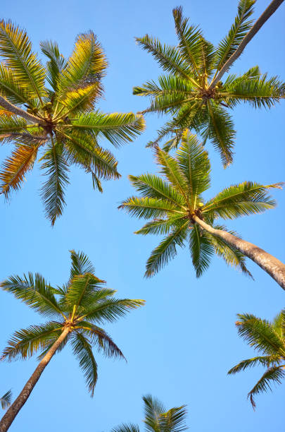 istock Looking up at coconut palm trees. 1199885730