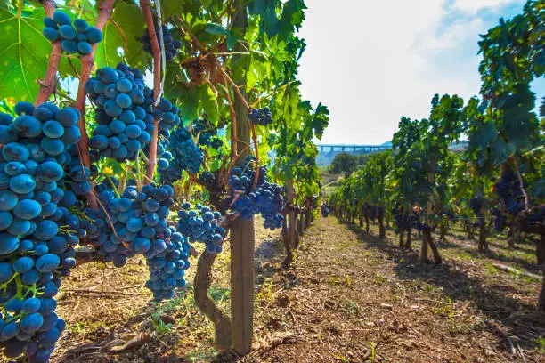 Ripe red wine grapes on vines at Picerno Basilicata Italy