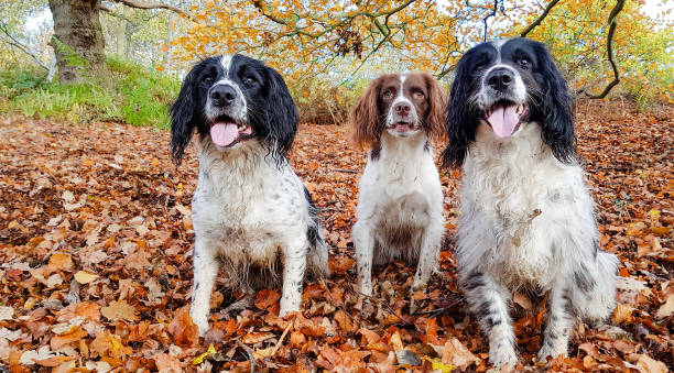 istock One Spaniel is never enough! Three beautiful Springer Spaniels. 1199887546