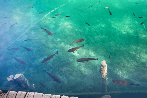 istock Fish in clear lake water at sunny day 1199891637