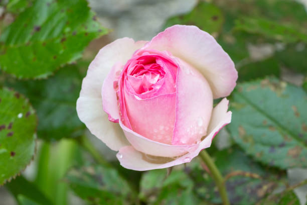 istock Pink rose in a garden 1199892268