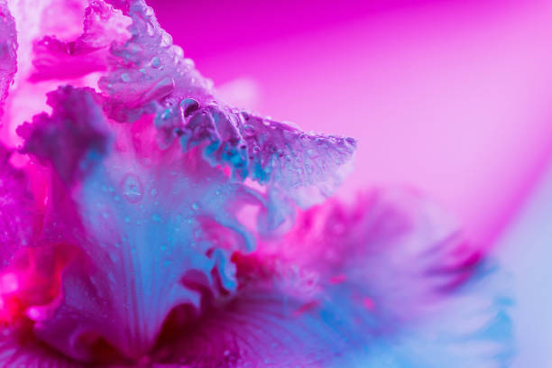 istock Vivid neon colored iris flower bud 1199892324