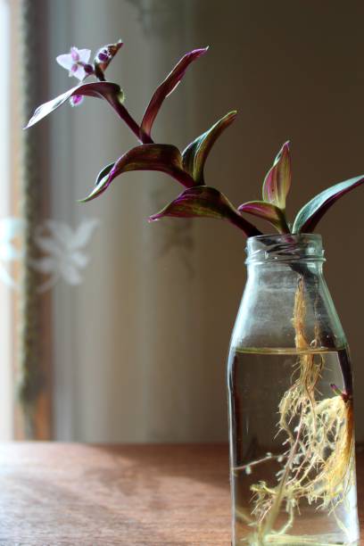 Plant Pot in Water Decorating Home - Peaceful Environment