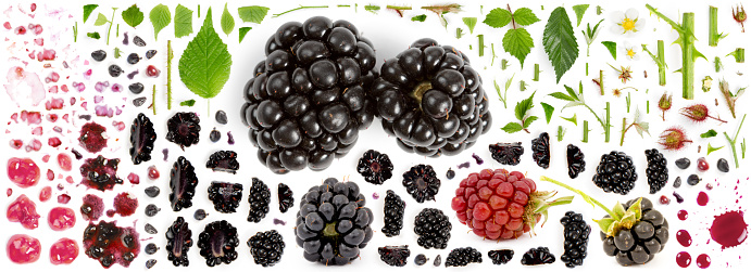 Large collection of blackberry fruit pieces, slices and leaves isolated on white background. Top view. Seamless abstract pattern.