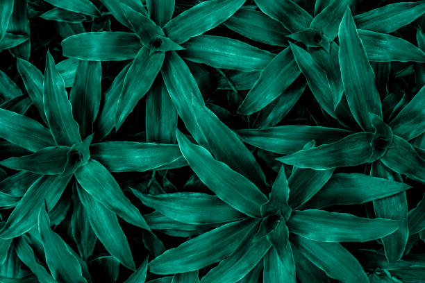 istock abstract green leaf texture, nature background, tropical leaf 1199893303