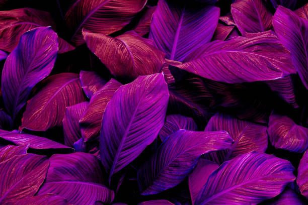 istock abstract purple leaf texture, nature background, tropical leaf 1199894091