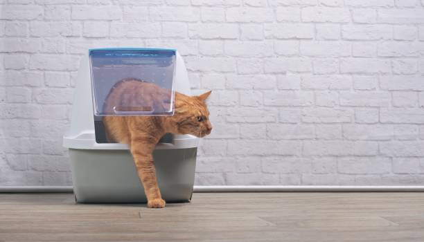 istock Cute ginger cat going out of a closed Litter box. Panramic image with copy space. 1199894161