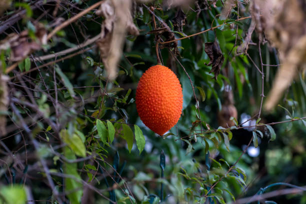 70+ Gac Fruit Is Ripe On The Tree Stock Photos, Pictures & Royalty