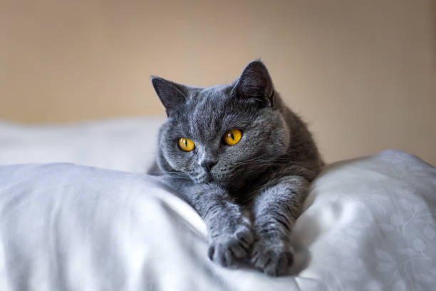 Cute gray British shorthair cat laying on bed at home interior. Lazy domestic cat in bedroom. Front view with copy space grey cat white paws stock pictures, royalty-free photos & images