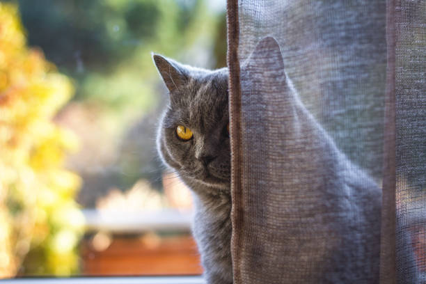 istock Domestic cat behind the curtain at home interior 1199894665