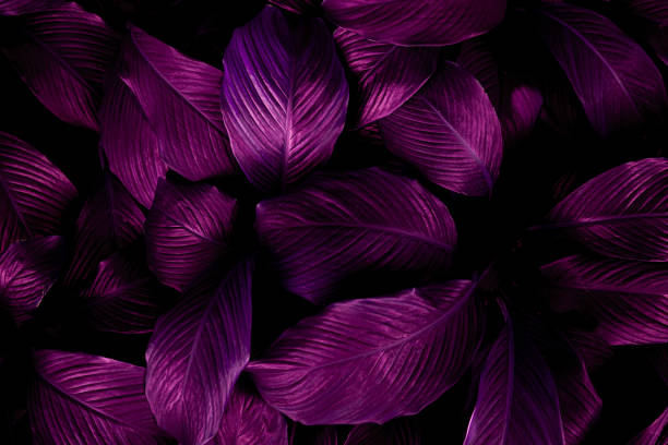 abstract purple leaf texture, nature background, tropical leaf