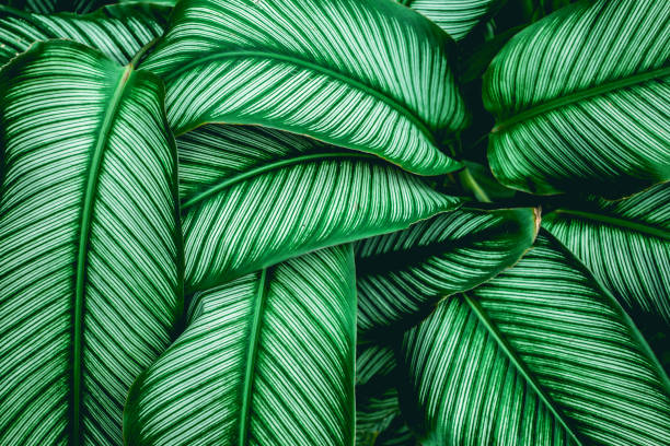 istock abstract green leaf texture, nature background, tropical leaf 1199895614