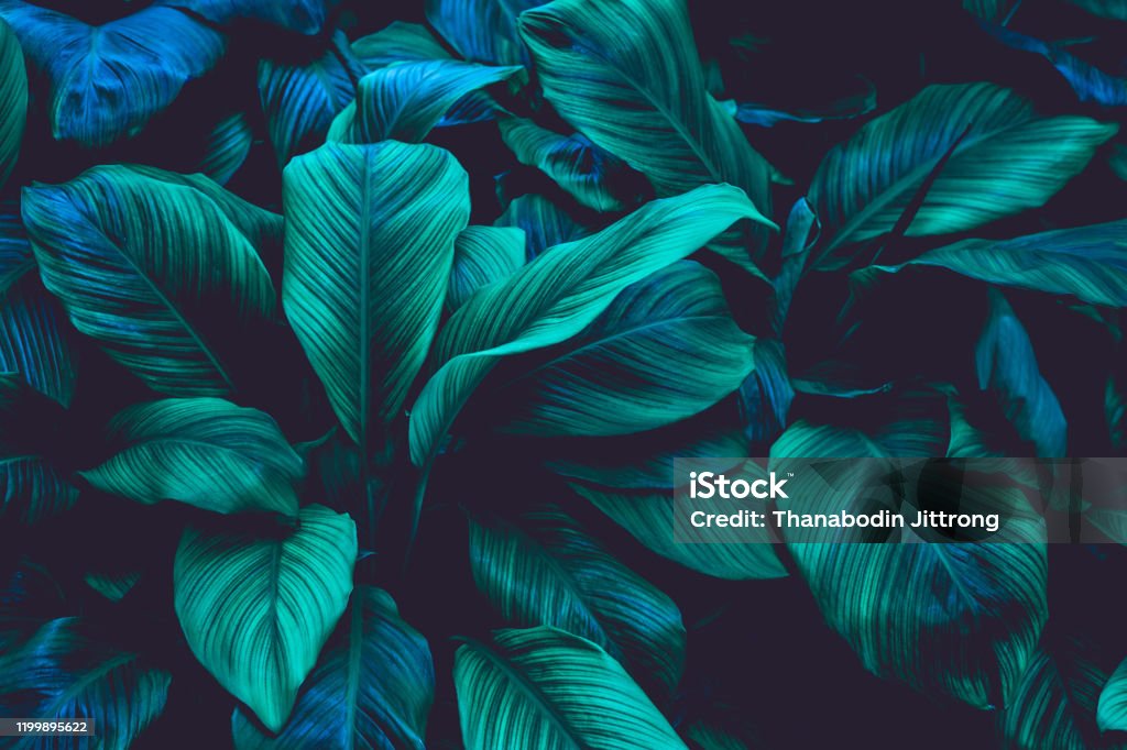Blätter von Spathiphyllum cannifolium, Naturhintergrund - Lizenzfrei Natur Stock-Foto